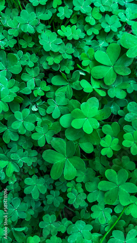Vertical green background with fresh wild clover leaves. 