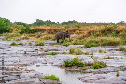 An elephant crosses a rocky river bed in the Maasai Mara