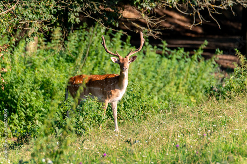 Fallow Deer (Dama dama) on a meadow or in a forest in the Czech Republic © Jan
