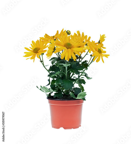 Fototapeta Naklejka Na Ścianę i Meble -  Gerber flowers in  vase