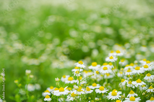 初夏のカモミール畑