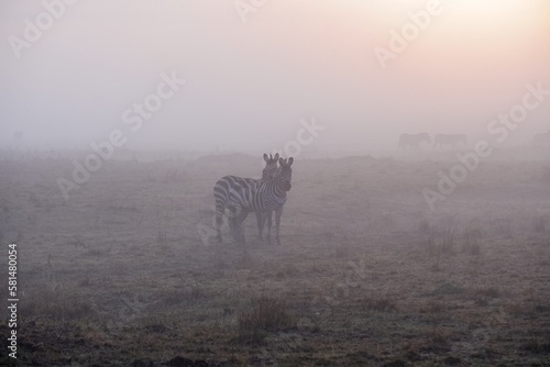 Zebras walk the grasslands of the Maasai Mara National Reserve  Kenya