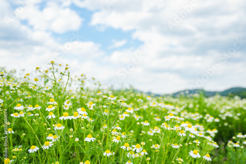 初夏のカモミール畑