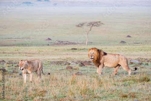 Photography Male & female lions walk across grasslands in the Maasai Mara, Kenya