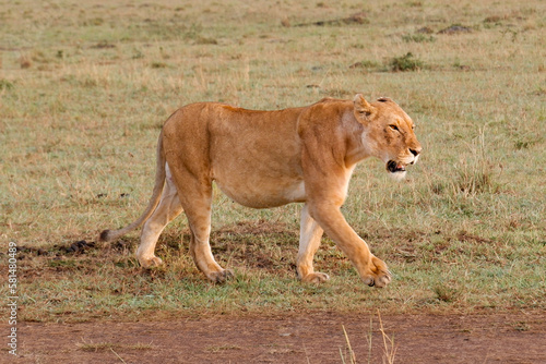 Female lioness walks across grasslands in the Maasai Mara, Kenya