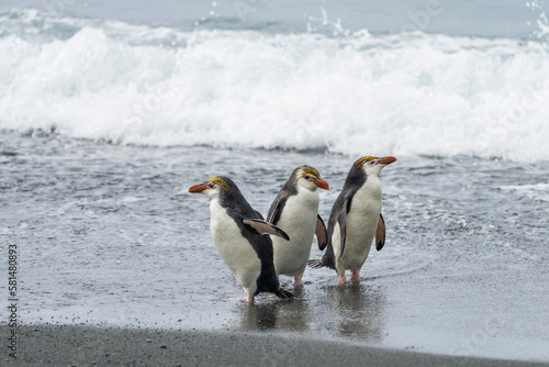 oyal penguins on the beach photo