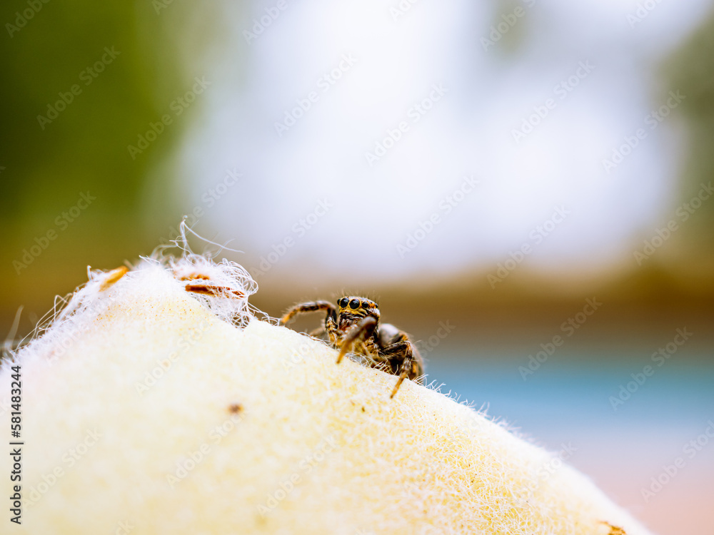 araña saltarina de perfil subiendo por una planta con pelusa de colo blanco