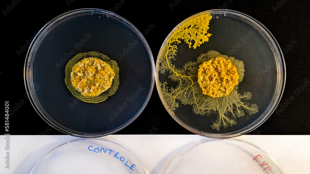 Kit Complet Blob (Physarum Polycephalum) Sclérote Jaune - Fabriqué En France, Croissance Rapide