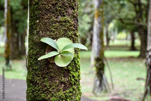 Fényképezés Platycerium bifurcatum, Jugendstadium
