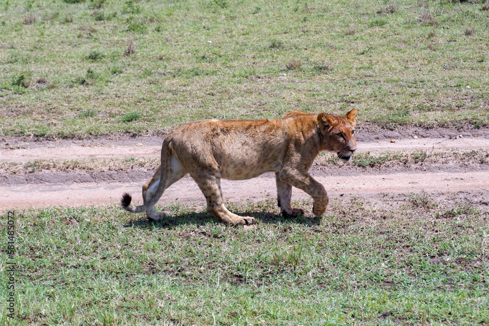 Fototapeta premium Young lion walks across grasslands in the Maasai Mara, Kenya