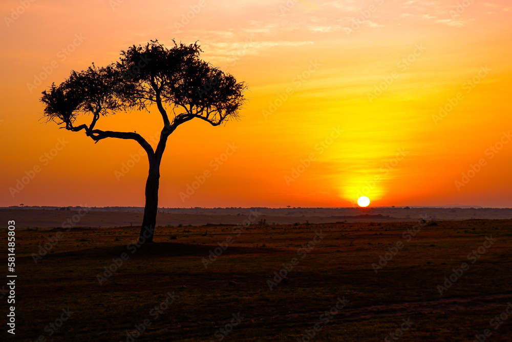 Sunrise behind an iconic acacia tree in the Maasai Mara Sunrise behind an iconic acacia tree in the Maasai Mara
