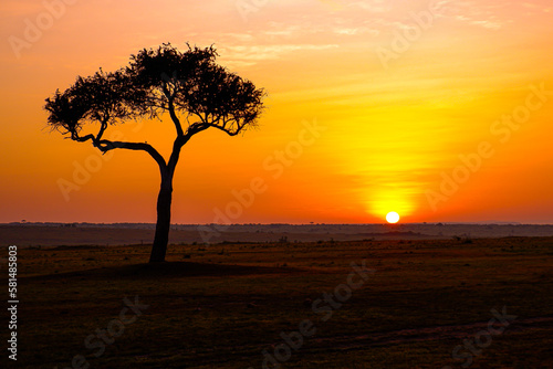 Sunrise behind an iconic acacia tree in the Maasai Mara