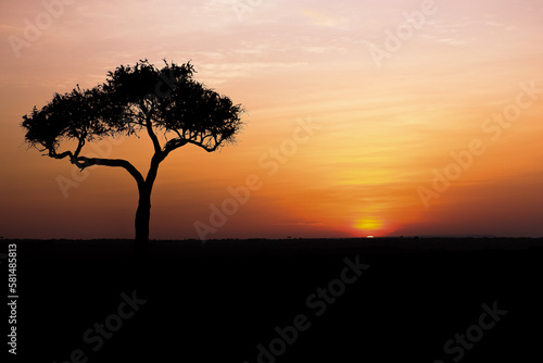 Sunrise behind an iconic acacia tree in the Maasai Mara