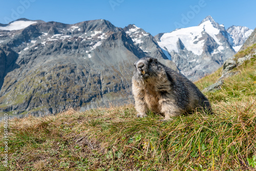 the alpine marmot sitting in the mountains near the Grossglockner mountain in autumn in the Austrian Alps in the Hohe Tauern mountains