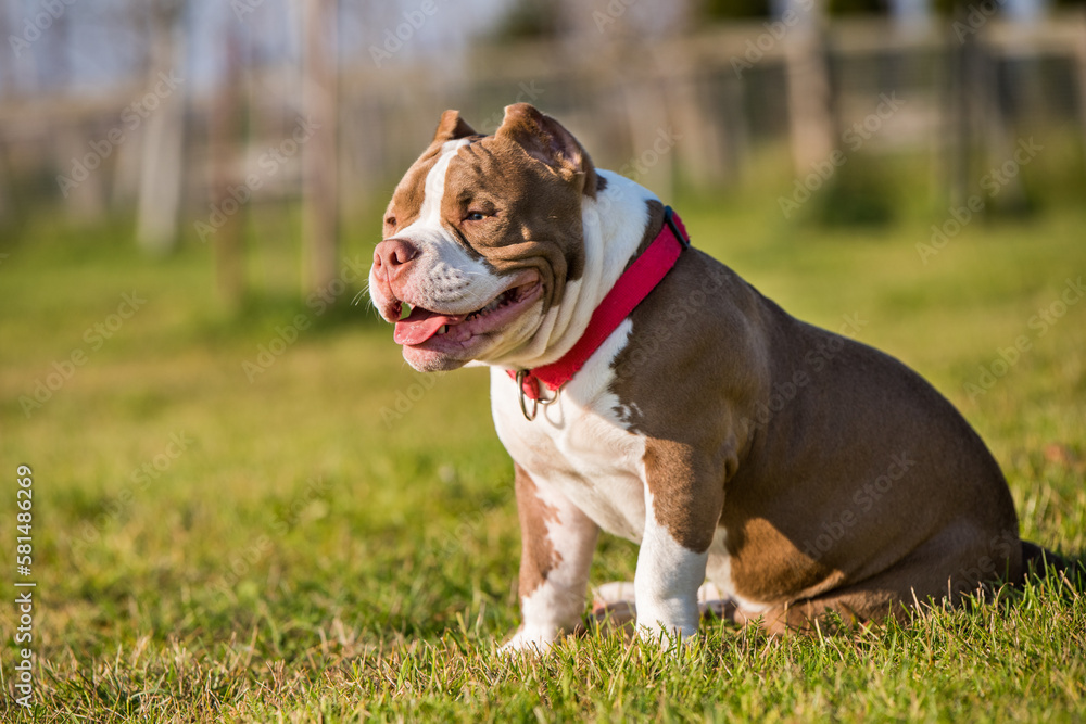 Red color American Bully puppy dog is on green grass