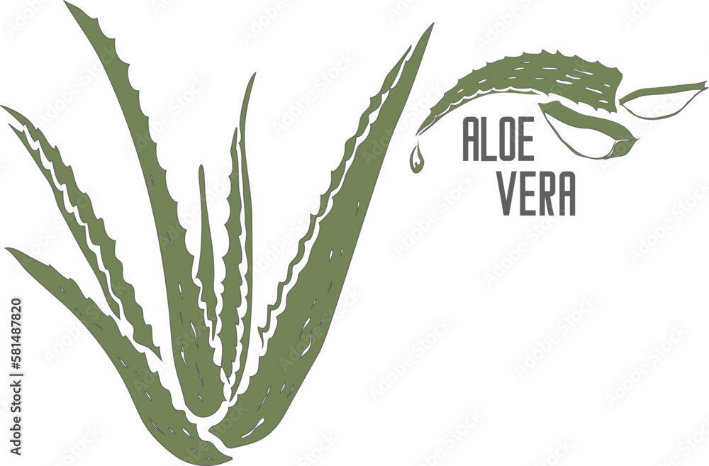 Aloe Vera plant in color vector silhouette. Aloe Barbadensis plant  medicinal outline. Set of Aloe Vera in color for pharmaceuticals and  cosmetology. Stock-Vektorgrafik | Adobe Stock