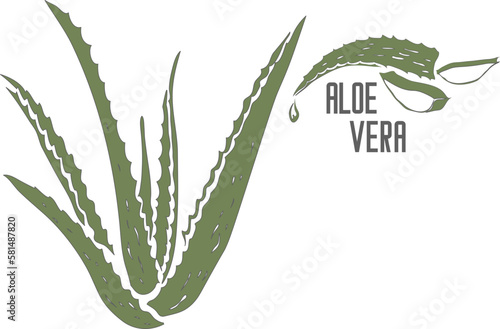 Aloe Vera plant in color vector silhouette. Aloe Barbadensis plant medicinal outline. Set of Aloe Vera in color for pharmaceuticals and cosmetology.