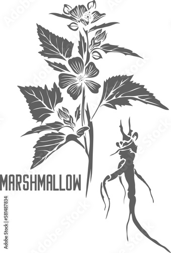 Marshmallow root and stem vector silhouette. Althaea officinalis medicinal herbal outline. Set of Marshmallow plant in Line for pharmaceuticals and cosmetology.