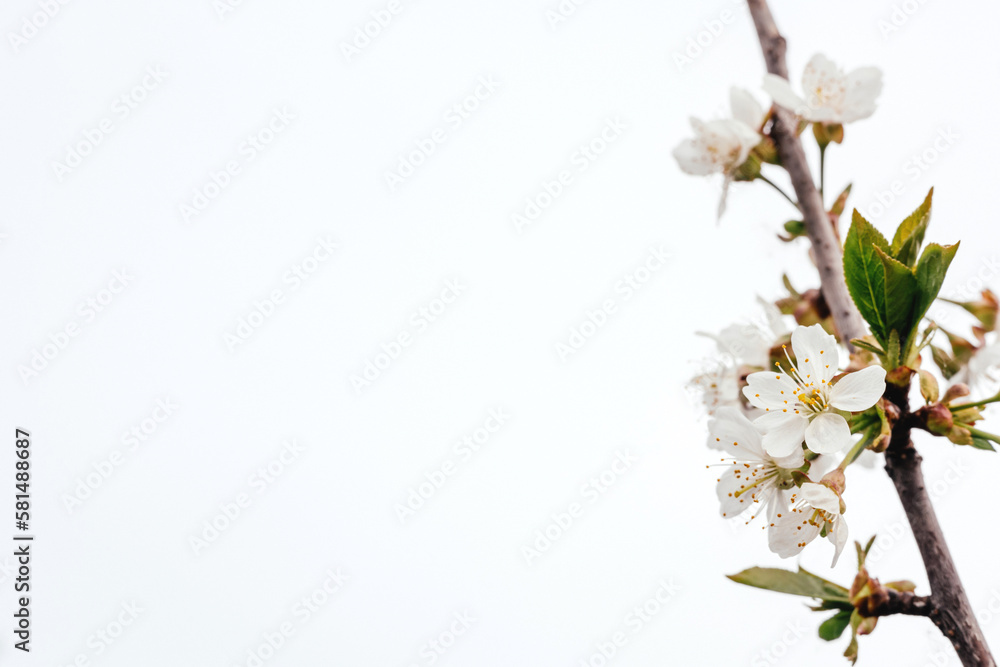Fototapeta premium Apple tree flowers on a white background