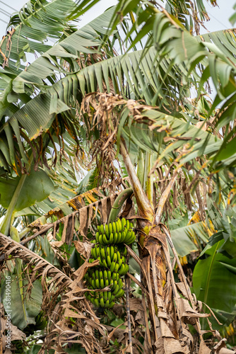 Banana fruits hanging on palm tree plantation, close-up.
