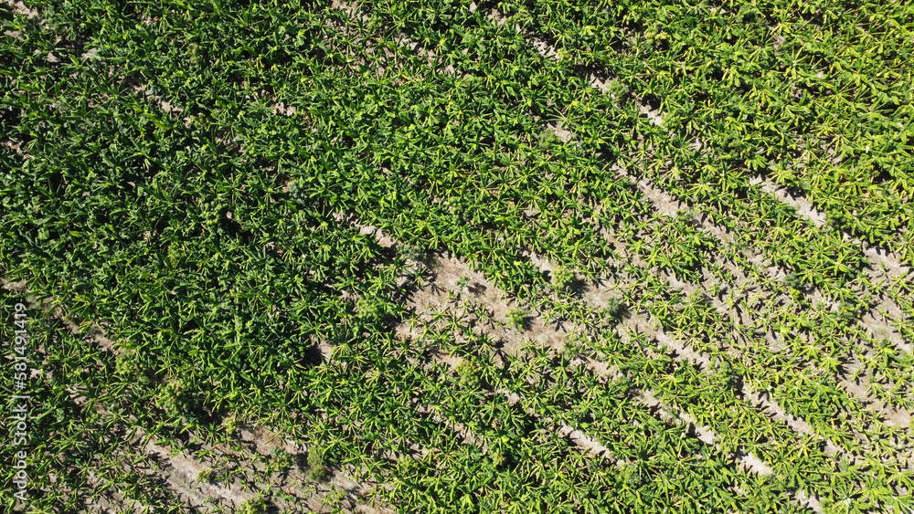 Capturing the Lush Agricultural Landscape of Azua, Dominican Republic: A Stunning Drone Image of a Thriving Plantation with Sprawling Fields of Crops, Verdant Trees and Sustainable Irrigation Practice Capturing the Lush Agricultural Landscape of Azua, Dominican Republic: A Stunning Drone Image of a Thriving Plantation with Sprawling Fields of Crops, Verdant Trees and Sustainable Irrigation Practice