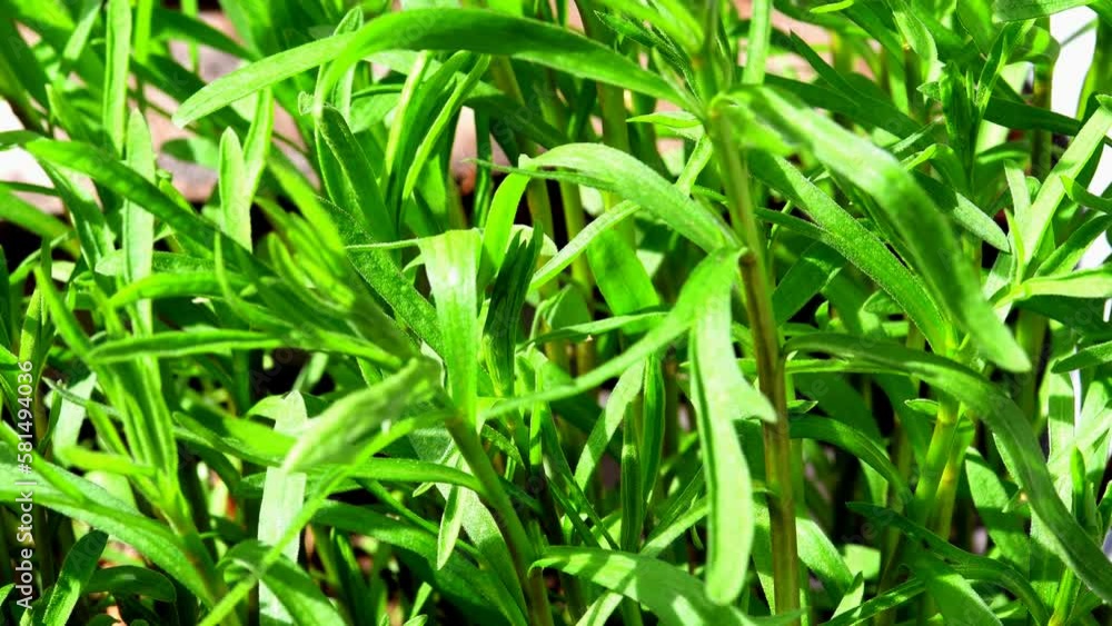 Tarragon, closeup of the green and fresh herb in spring Tarragon, closeup of the green and fresh herb in spring