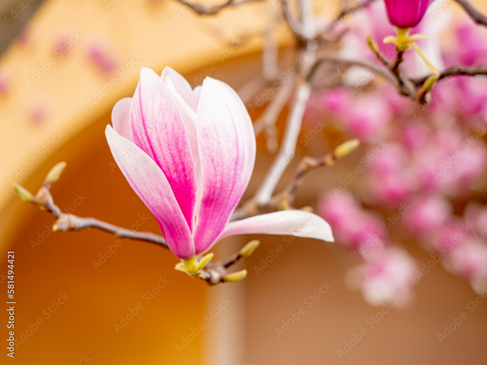 Obraz premium Blooming magnolia. Large pink with a hint of purple flowers on a magnolia tree in early spring. Beautiful magnolia spring blossoms on the street. Rovinj, Istria, Croatia - March 12, 2023
