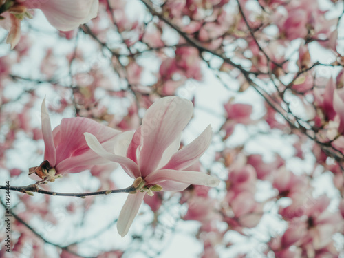 Blooming magnolia. Large pink with a hint of purple flowers on a magnolia tree in early spring. Beautiful magnolia spring blossoms on the street. Rovinj  Istria  Croatia - March 12  2023