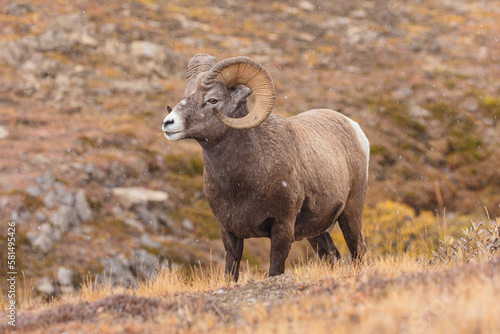 Bighorn sheep (Ovis canadensis): ram grazingin light snow shower on an alpine meadow high in the Rocky Mountains, Canada 