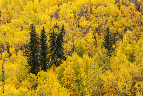 Aspen in yellow autumn colors, Yukon Territory Canada