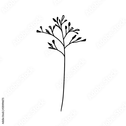 Vector hand drawn grass. Simple contour line art  silhouette  isolated on white background. Herbs  leaves.