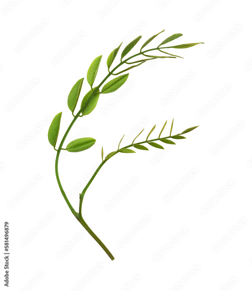 Obraz premium Closeup of acacia fresh small leaves isolated on white or transparent background