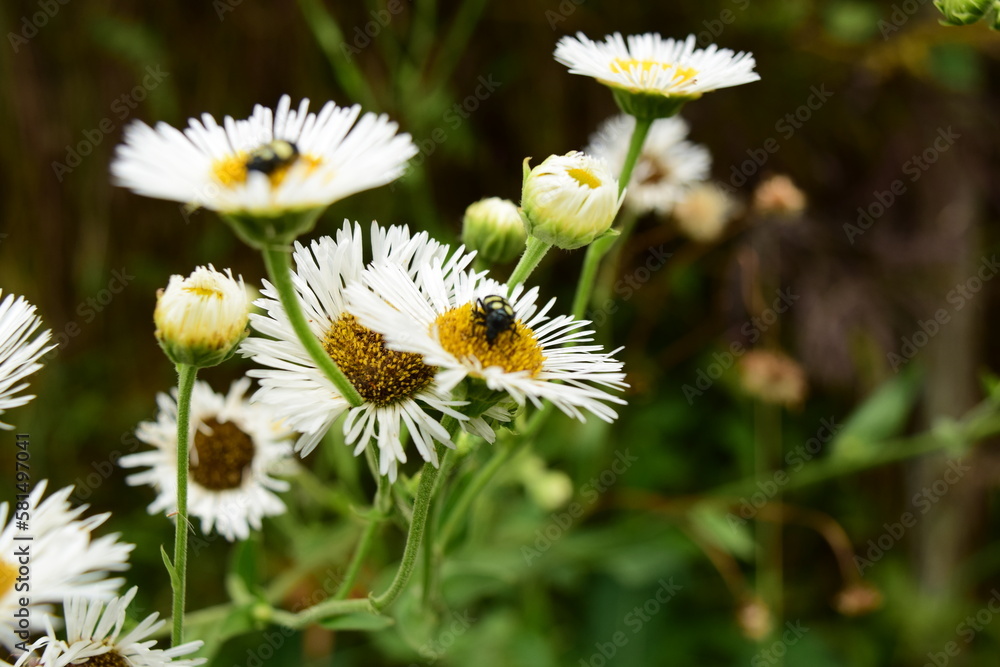 Jardim de flores brancas com pequenos besouros pretos e amarelos em cima Jardim de flores brancas com pequenos besouros pretos e amarelos em cima