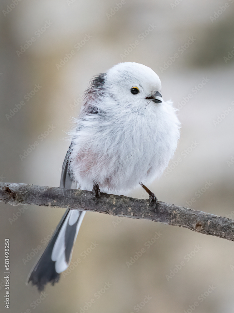 Fototapeta premium Long-tailed tit sits on a branch