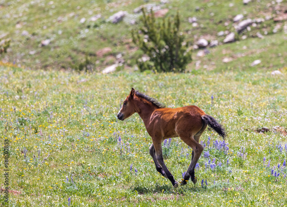 Cute Wild Horse Foal in Summer in the Pryor Mountains Montana Cute Wild Horse Foal in Summer in the Pryor Mountains Montana