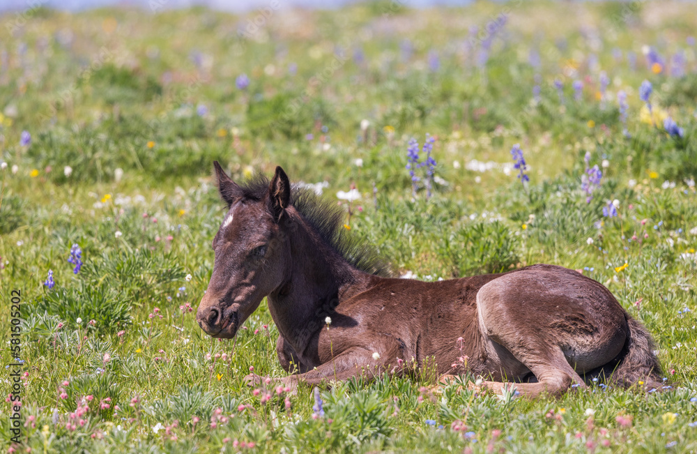 Cute Wild Horse Foal in Summer in the Pryor Mountains Montana Cute Wild Horse Foal in Summer in the Pryor Mountains Montana