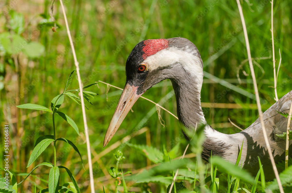 Żuraw zwyczajny (grus grus)