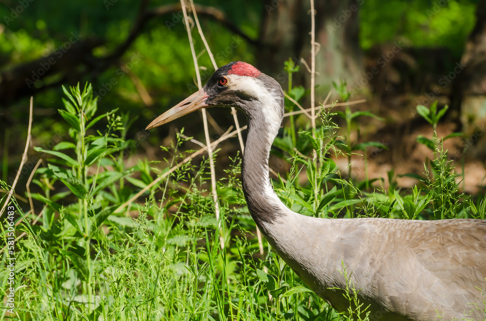 Żuraw zwyczajny (grus grus)