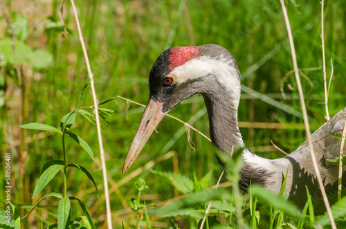 Obraz na płótnie Żuraw zwyczajny (grus grus) w salonie
