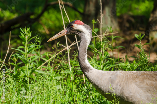 Obraz na płótnie Żuraw zwyczajny (grus grus) w salonie