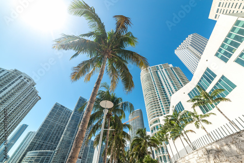 Palm trees and skyscrapers in downtown Miami