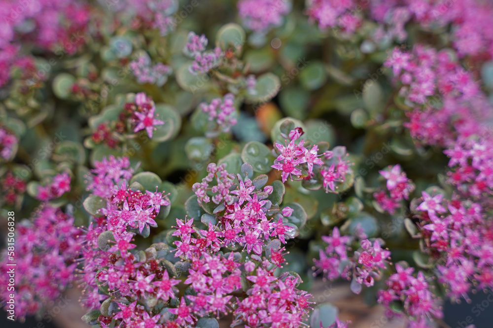 gorgeous flower blooming in nature gorgeous flower blooming in nature