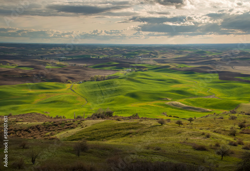 The Wheat fields of the Palouse © Chris