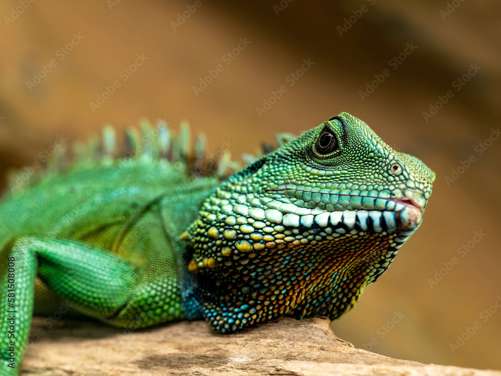 GRÜNE WASSERAGAME GRÜNE WASSERAGAME