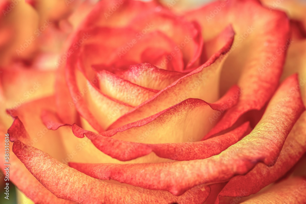 Macro closeup single red, orange and yellow rose, sunny, nobody Macro closeup single red, orange and yellow rose, sunny, nobody