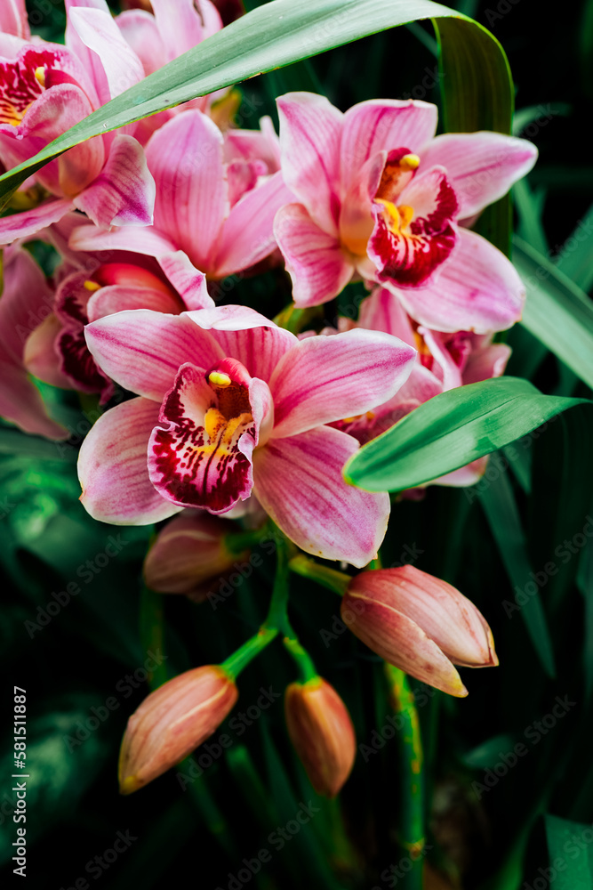 Beautiful orchid flowers in botanical garden Beautiful orchid flowers in botanical garden