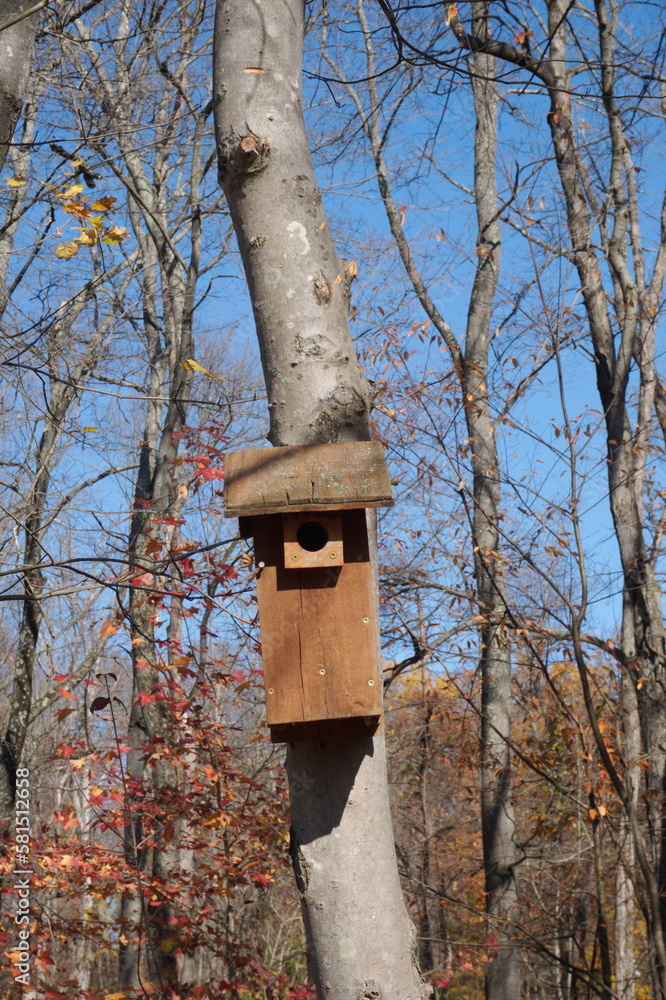 Wooden Birdhouse on Bare Autumn Tree