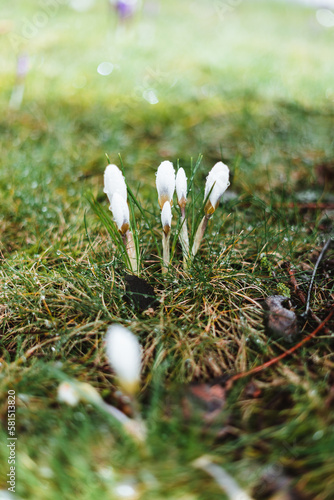 White crocus with raindrops on it in spring