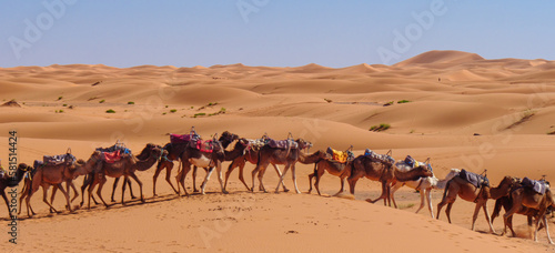 Camel caravan in the Sahara desert in Morocco