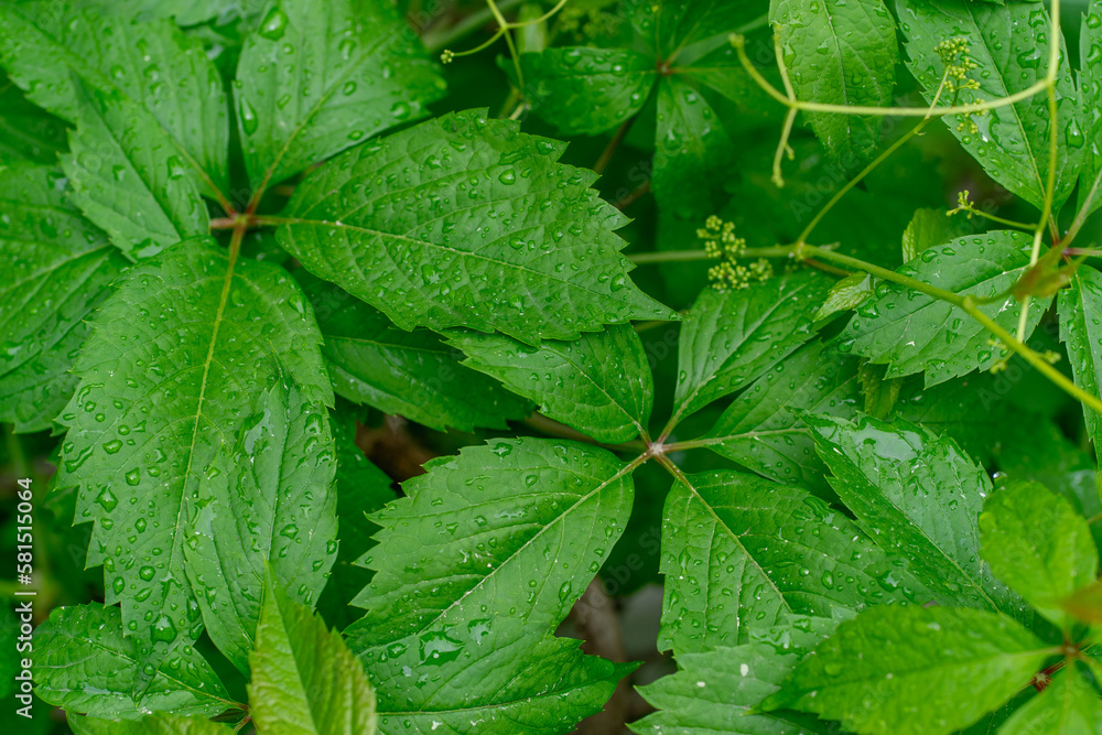 Natural pattern of green leaves of wild grapes in drops of spring rain. Beautiful green background with openwork lace leaves and raindrops, the concept of spring freshness and renewal of nature Natural pattern of green leaves of wild grapes in drops of spring rain. Beautiful green background with openwork lace leaves and raindrops, the concept of spring freshness and renewal of nature